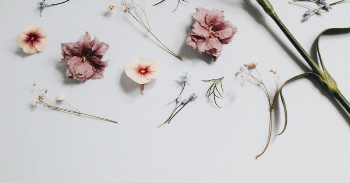Flower petals scattered over a white background