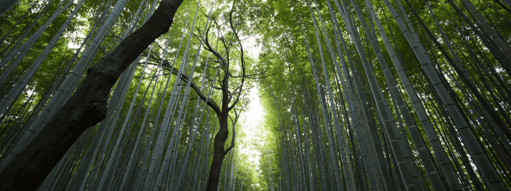 Earth Day: How We Keep Our Products Planet-Friendly