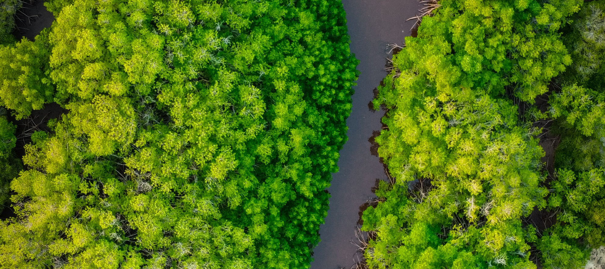 What is Green Friday at Aery Living?