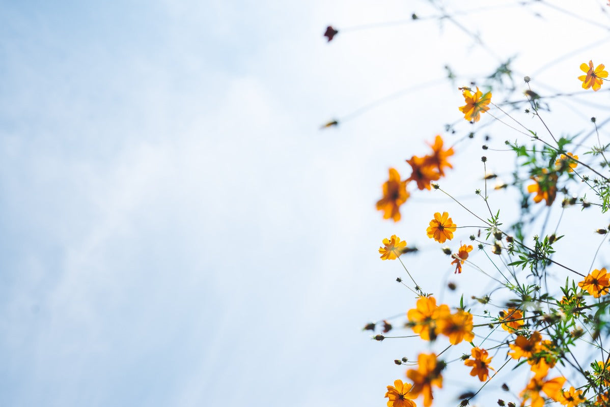 Yellow wildflowers pictured from below beneath a cloudy blue sky