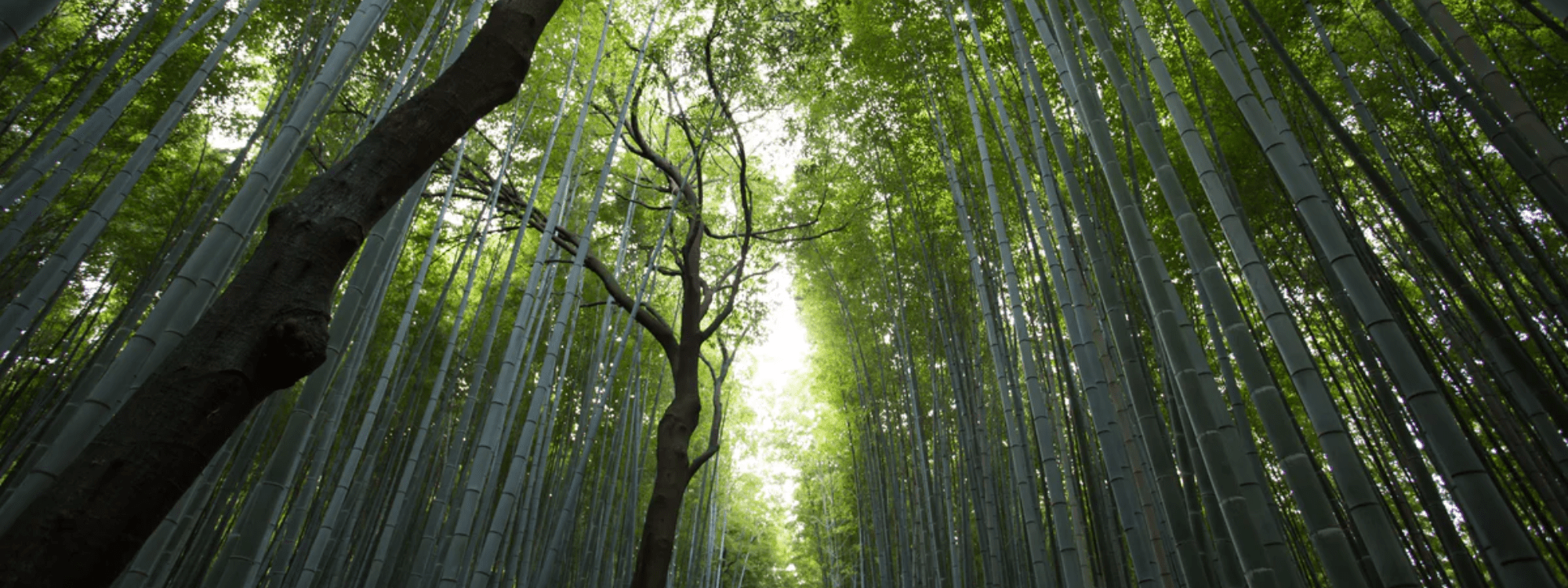 Our Favourite Environmental Books and TV Shows
