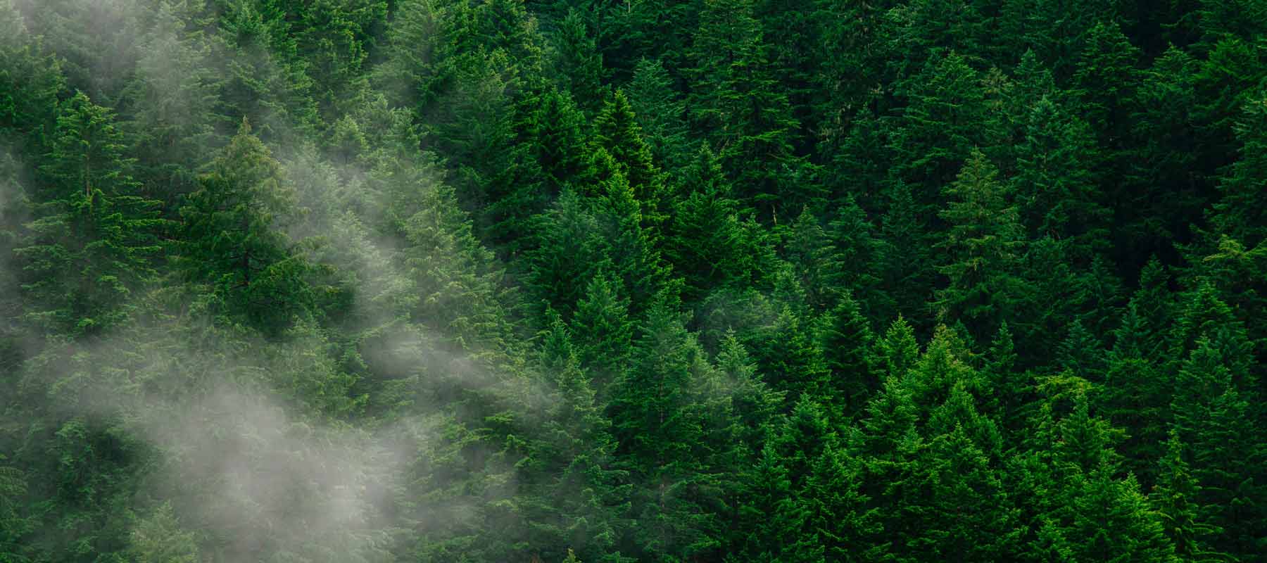 arial shot of a pine rich forest with mist breaking
